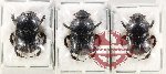 Scientific lot no. 956 Coprophaga (Onitis sp.) (3 pcs)