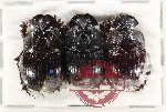 Scientific lot no. 968A Coprophaga (Copris sp.) (3 pcs A2 - 2m 1f)