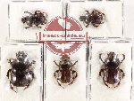 Scientific lot no. 959 Coprophaga (Onitis sp. mix) (5 pcs)