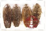 Scientific lot no. 129 Blattodea (4 pcs)