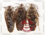 Scientific lot no. 130 Blattodea (3 pcs)