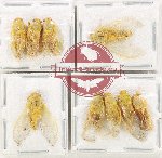 Scientific lot no. 33 Cicadidae (9 pcs A2B)