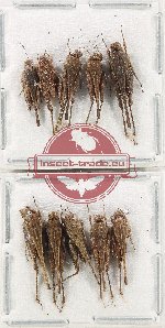 Scientific lot no. 74 Orthoptera (10 pcs)