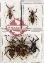 Scientific lot no. 1430 Heteroptera (Reduviidae) (5 pcs)