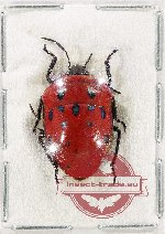 Scutellarinae sp. 77 (A-)