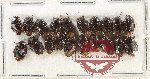 Scientific lot no. 1408 Heteroptera (Cydnidae) (20 pcs)