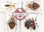 Scientific lot no. 1427 Heteroptera (Reduviidae) (5 pcs A-, A2)