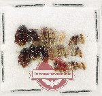 Scientific lot no. 1415 Heteroptera (24 pcs)