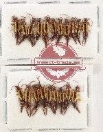 Scientific lot no. 149 Dermaptera (19 pcs)