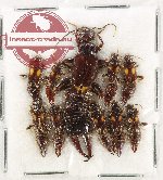 Scientific lot no. 150 Dermaptera (10 pcs)