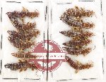 Scientific lot no. 157 Dermaptera (12 pcs)