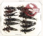 Scientific lot no. 142 Dermaptera (12 pcs)