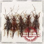 Scientific lot no. 147 Dermaptera (5 pcs)