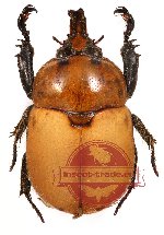 Ceroplophana modigliani Gestro, 1893