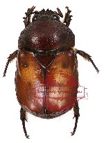 Parastazia confluens ssp. (5 pcs)