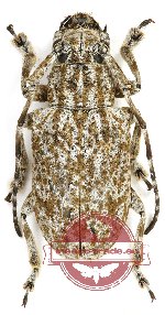 Coptops diversesparsa (Pic, 1917)