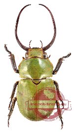 Kibakoganea tamdaoensis (A-)