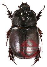 Dipelicus tuberosus (A2)