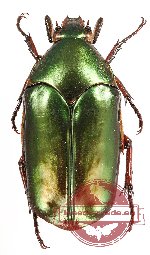 Agestrata augusta ssp. 1