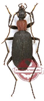 Galerita (s.str.) collaris (5 pcs)