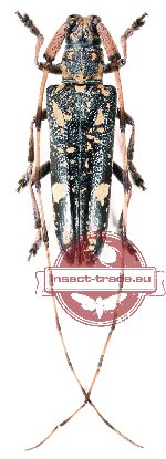 Annamanum annulicorne Pic, 1934