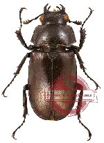 Prismognathus siniaevi