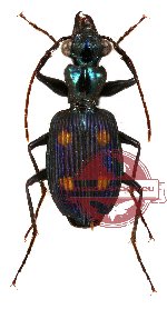 Pericalus (s.str.) violaceus Andrewes, 1926 (A-)