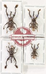 Scientific lot no. 1045 Curculionidae (4 pcs)