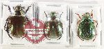 Scientific lot no. 416 Rutelinae (3 pcs)