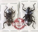 Scientific lot no. 517 Tenebrionidae (2 pcs)