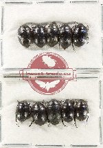 Scientific lot no. 512 Tenebrionidae (10 pcs A-/A2)