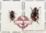 Scientific lot no. 514 Tenebrionidae (2 pcs - 1 pc A-)