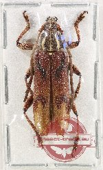 Coptopterus sp. 17 (A-)