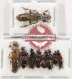 Scientific lot no. 199 Staphylinidae (9 pcs)
