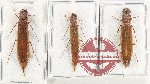 Lymexylonidae Scientific lot no. 12 (3 pcs)