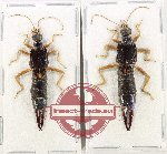 Scientific lot no. 165 Dermaptera (2 pcs A-)