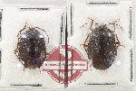 Scientific lot no. 1458 Heteroptera (2 pcs - 1 pc A2)