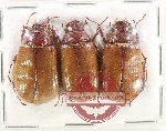 Scientific lot no. 288 Melolonthinae (3 pcs)