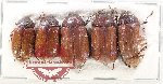 Scientific lot no. 268 Melolonthinae (5 pcs)