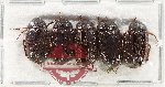 Scientific lot no. 274 Melolonthinae (5 pcs)