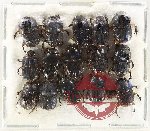 Scientific lot no. 1008 Coprophaga (15 pcs)