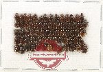 Scientific lot no. 999 Coprophaga (69 pcs)