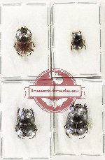 Scientific lot no. 995 Coprophaga (4 pcs)