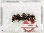 Scientific lot no. 983 Coprophaga (5 pcs)