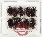 Scientific lot no. 1007 Coprophaga (10 pcs)