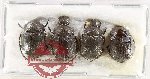 Scientific lot no. 1029 Coprophaga (4 pcs A2)