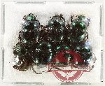 Scientific lot no. 991 Coprophaga (7 pcs A2)