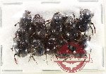 Scientific lot no. 1002 Coprophaga (10 pcs)