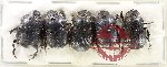 Scientific lot no. 1006 Coprophaga (5 pcs A2)