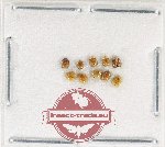 Scientific lot no. 152 Coccinelidae (10 pcs)
